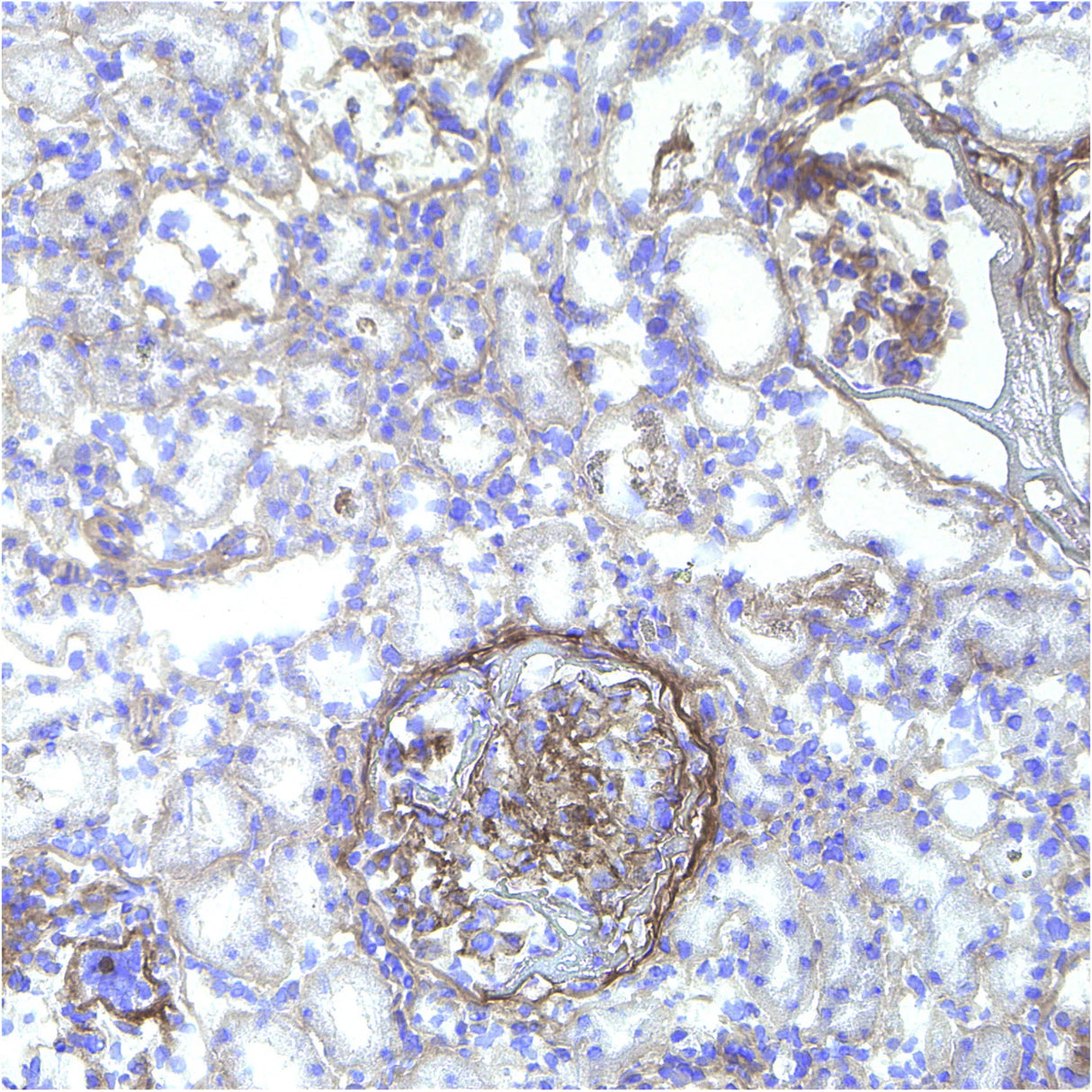 B-CHP | Collagen Hybridizing Peptide, Biotin Conjugate