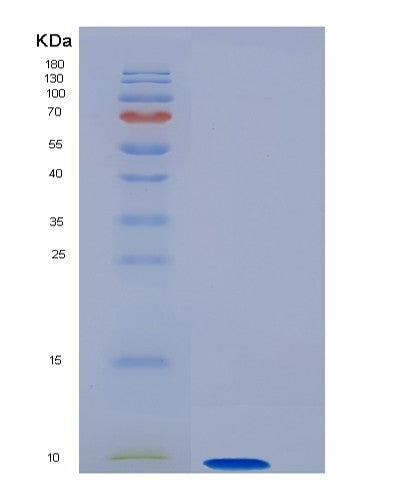 SDS-PAGE analysis of Human GNGT1 (Guanine Nucleotide-Binding Protein G(T) Subunit Gamma-T1) - Recombinant Protein, showing >90% purity under 15% SDS-PAGE (Reduced)