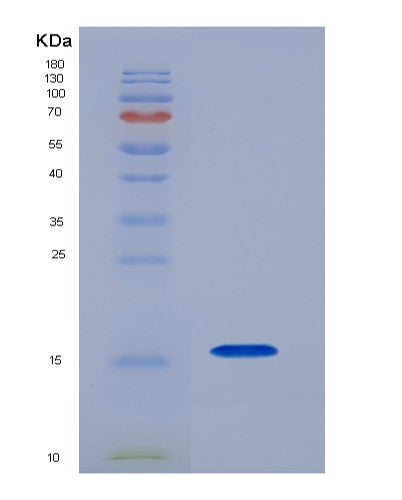 SDS-PAGE analysis of Mouse Cd28 (T-Cell-Specific Surface Glycoprotein Cd28) - Recombinant Protein, showing >90% purity under 15% SDS-PAGE (Reduced)