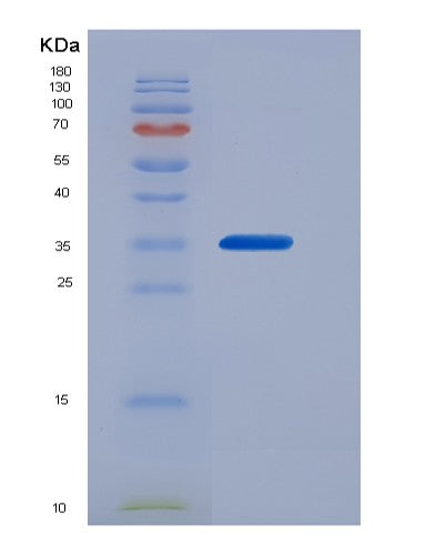 SDS-PAGE analysis of Human CALU (Calumenin) - Recombinant Protein, showing >90% purity under 15% SDS-PAGE (Reduced)