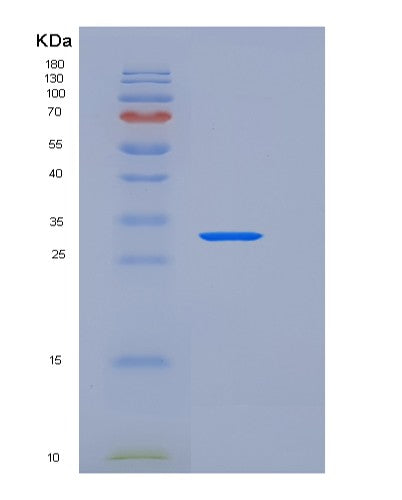 SDS-PAGE analysis of Mouse Sfrp2 (Secreted Frizzled-Related Protein 2) - Recombinant Protein, showing >90% purity under 15% SDS-PAGE (Reduced)