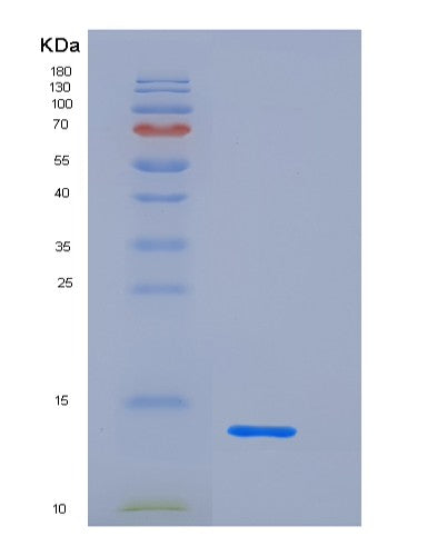 SDS-PAGE analysis of Mouse Cd83 (Cd83 Antigen) - Recombinant Protein, showing >95% purity under 15% SDS-PAGE (Reduced)