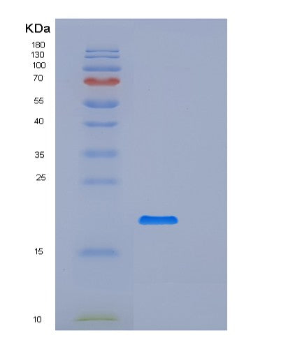 SDS-PAGE analysis of Mouse Pilra (Paired Immunoglobulin-Like Type 2 Receptor Alpha) - Recombinant Protein, showing >90% purity under 15% SDS-PAGE (Reduced)