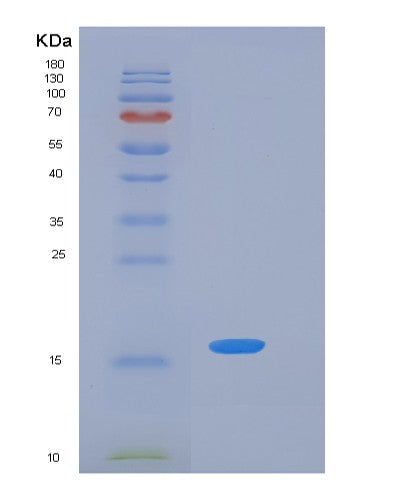SDS-PAGE analysis of Mouse Pdcd1 (Programmed Cell Death Protein 1) - Recombinant Protein, showing >90% purity under 15% SDS-PAGE (Reduced)