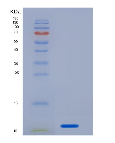 SDS-PAGE analysis of Human PECAM1 (Platelet Endothelial Cell Adhesion Molecule) - Recombinant Protein, showing >90% purity under 15% SDS-PAGE (Reduced)