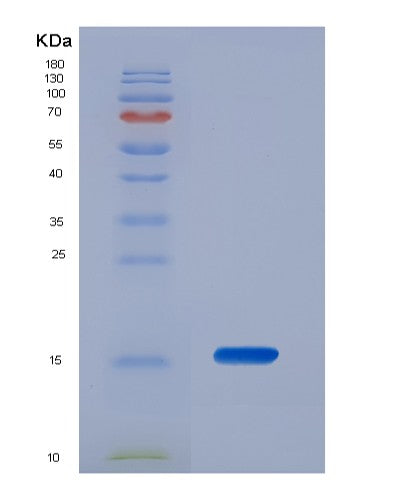 SDS-PAGE analysis of Human MPO (Myeloperoxidase) - Recombinant Protein, showing >90% purity under 15% SDS-PAGE (Reduced)