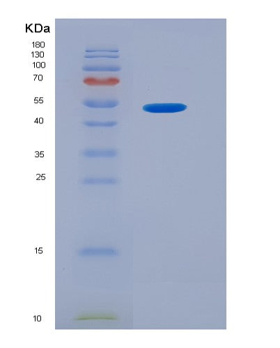 SDS-PAGE analysis of Mouse Efna4 (Ephrin-A4) - Recombinant Protein, showing >90% purity under 15% SDS-PAGE (Reduced)