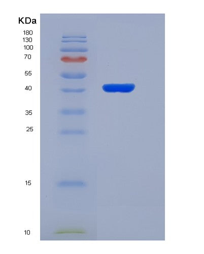 SDS-PAGE analysis of Human PLP1 (Myelin Proteolipid Protein) - Recombinant Protein, showing >90% purity under 15% SDS-PAGE (Reduced)