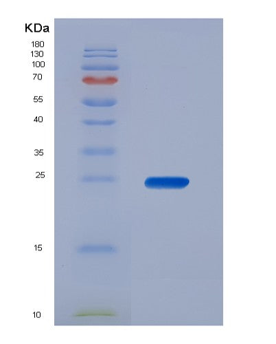 SDS-PAGE analysis of Human BAX (Apoptosis Regulator Bax) - Recombinant Protein, showing >90% purity under 15% SDS-PAGE (Reduced)