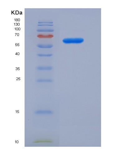 SDS-PAGE analysis of Human WNT2B (Protein Wnt-2B) - Recombinant Protein, showing >90% purity under 15% SDS-PAGE (Reduced)