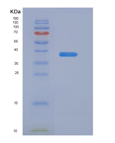SDS-PAGE analysis of Human PADI6 (Inactive Protein-Arginine Deiminase Type-6) - Recombinant Protein, showing >90% purity under 15% SDS-PAGE (Reduced)