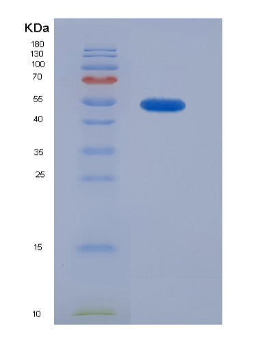SDS-PAGE analysis of Human TNNT2 (Troponin T, Cardiac Muscle) - Recombinant Protein, showing >90% purity under 15% SDS-PAGE (Reduced)