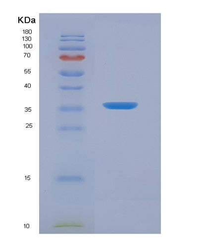 SDS-PAGE analysis of Mouse Ldha (L-Lactate Dehydrogenase A Chain) - Recombinant Protein, showing >90% purity under 15% SDS-PAGE (Reduced)