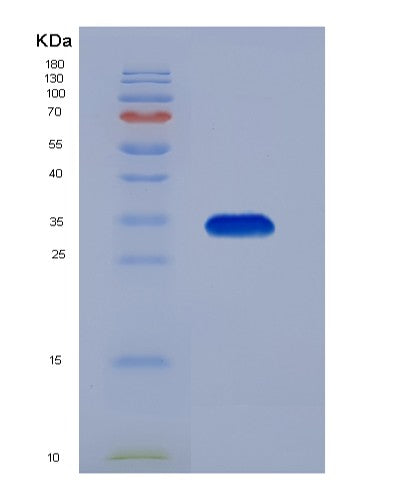 SDS-PAGE analysis of Mouse Sfrp2 (Secreted Frizzled-Related Protein 2) - Recombinant Protein, showing >90% purity under 15% SDS-PAGE (Reduced)