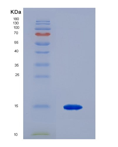SDS-PAGE analysis of Mouse Ubap2 (Ubiquitin-Associated Protein 2) - Recombinant Protein, showing >90% purity under 15% SDS-PAGE (Reduced)