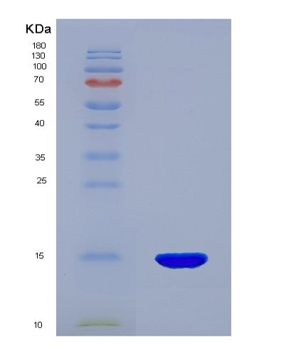 SDS-PAGE analysis of Mouse Txn (Thioredoxin) - Recombinant Protein, showing >90% purity under 15% SDS-PAGE (Reduced)