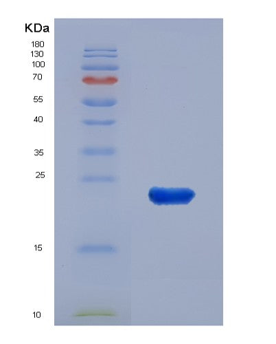 SDS-PAGE analysis of Mouse Edn1 (Endothelin-1) - Recombinant Protein, showing >90% purity under 15% SDS-PAGE (Reduced)