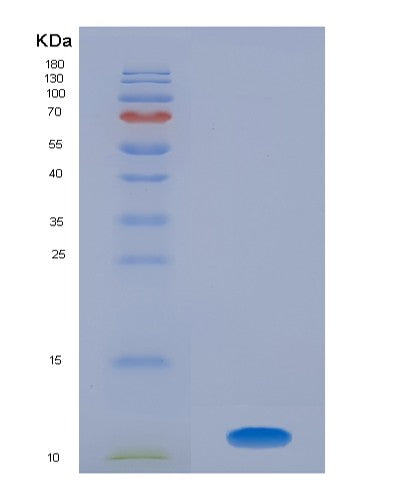 SDS-PAGE analysis of Mouse Bmp4 (Bone Morphogenetic Protein 4) - Recombinant Protein, showing >90% purity under 15% SDS-PAGE (Reduced)