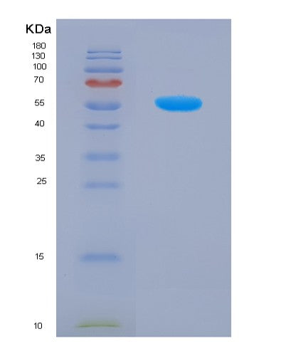 SDS-PAGE analysis of Mouse Interleukin 23 (IL23) - Recombinant Protein, showing >90% purity under 15% SDS-PAGE (Reduced)