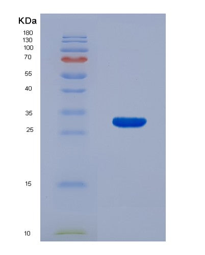 SDS-PAGE analysis of Mouse Ifnb1 (Interferon Beta) - Recombinant Protein, showing >90% purity under 15% SDS-PAGE (Reduced)