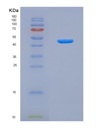 SDS-PAGE analysis of Human CASP9 (Caspase-9) - Recombinant Protein, showing >90% purity under 15% SDS-PAGE (Reduced)