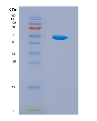 SDS-PAGE analysis of Mouse Mucosal Addressin Cell Adhesion Molecule 1 (MAdCAM1) - Recombinant Protein, showing >90% purity under 15% SDS-PAGE (Reduced)
