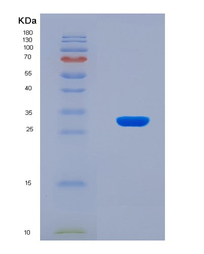SDS-PAGE analysis of Mouse Stat1 (Signal Transducer And Activator Of Transcription 1) - Recombinant Protein, showing >90% purity under 15% SDS-PAGE (Reduced)
