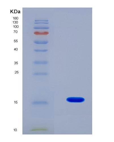 SDS-PAGE analysis of Human PABPC1L (Polyadenylate-Binding Protein 1-Like) - Recombinant Protein, showing >90% purity under 15% SDS-PAGE (Reduced)
