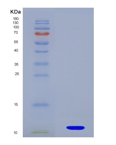 SDS-PAGE analysis of Mouse Hspe1 (10 Kda Heat Shock Protein, Mitochondrial) - Recombinant Protein, showing >90% purity under 15% SDS-PAGE (Reduced)