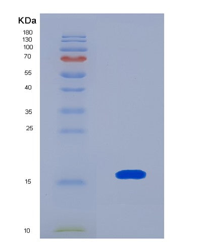 SDS-PAGE analysis of Human GDF3 (Growth/Differentiation Factor 3) - Recombinant Protein, showing >90% purity under 15% SDS-PAGE (Reduced)