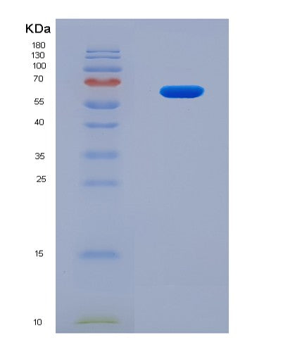 SDS-PAGE analysis of Human Interleukin 23 (IL23) - Recombinant Protein, showing >90% purity under 15% SDS-PAGE (Reduced)