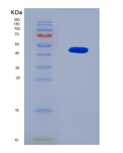 SDS-PAGE analysis of Human SEMA4F (Semaphorin-4F) - Recombinant Protein, CAT# BLT-08512P showing >90% purity under 15% SDS-PAGE (Reduced)