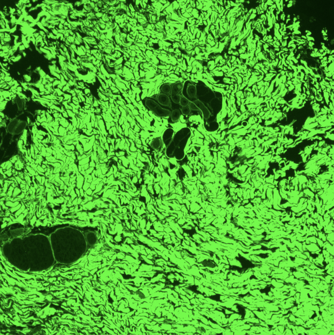 B-CHP | Collagen Hybridizing Peptide, Biotin Conjugate