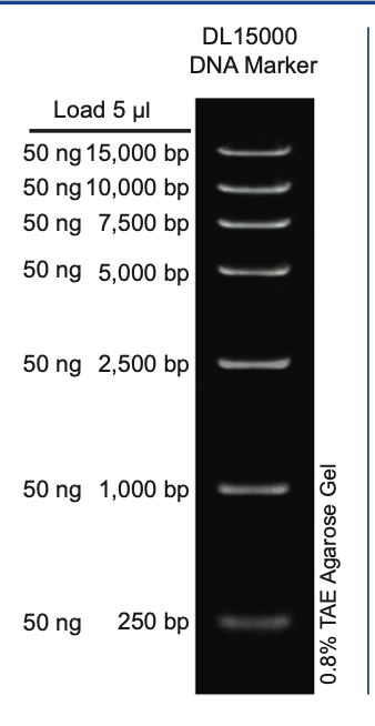 DL15000 DNA Marker MD103