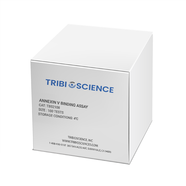 Annexin V Binding Assay