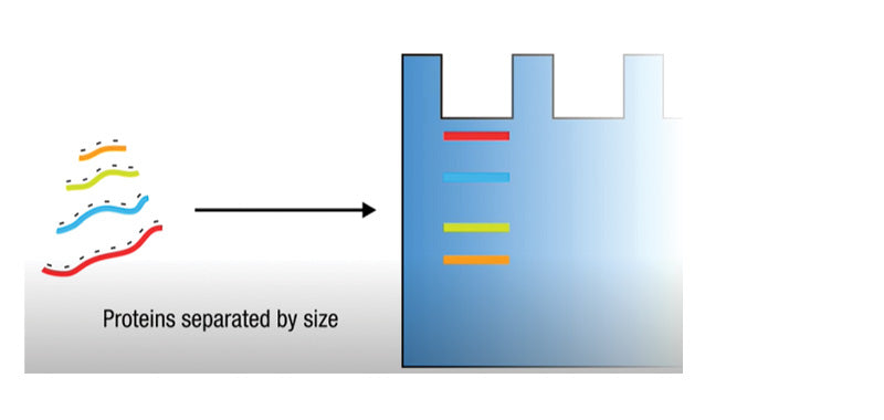 HiQ Acrylamide:bis 30%, 19:1 Solution
