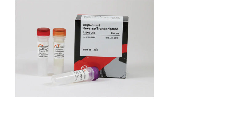 amfiRivert Reverse Transcriptase
