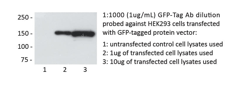 GFP-Tag Mouse Monoclonal Antibody, 1mg/ml