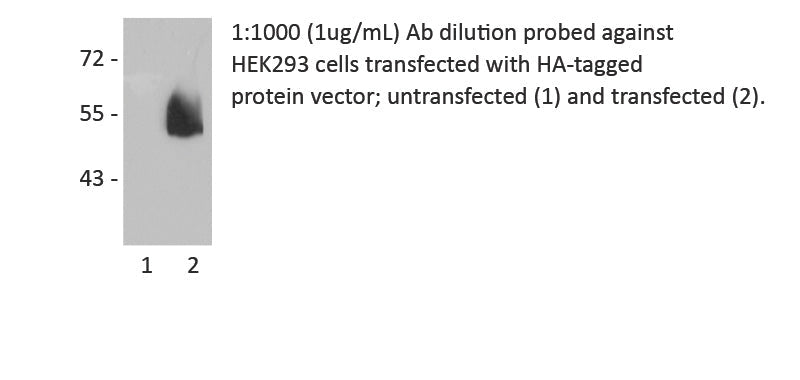 HA-Tag Mouse Monoclonal Antibody, 1mg/ml
