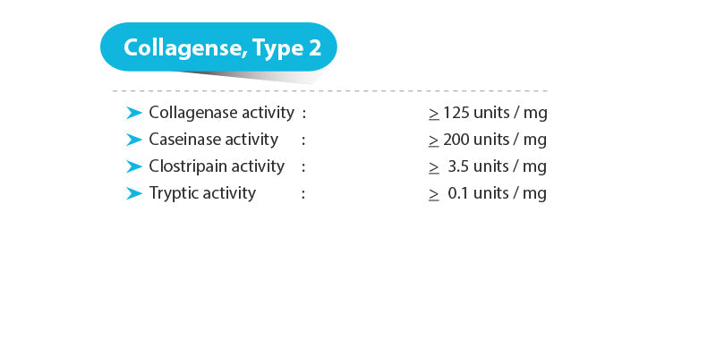 Collagenase Type 2, > 125 units/mg