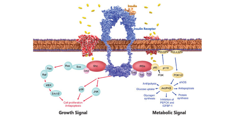 Insulin, Human Recombinant, From Yeast