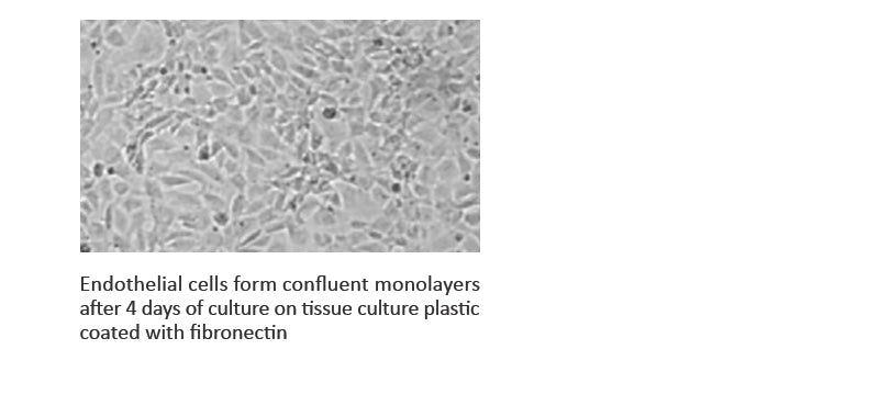 Fibronectin, Human, Stabilized Solution , 1mg/ml