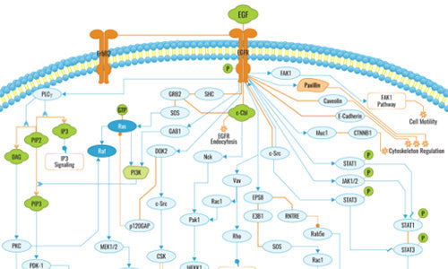 Epidermal Growth Factor, Human Recombinant, Pichia Pastoris