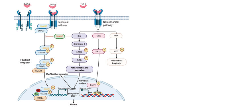 Transforming Growth Factor beta 1, Human Recombinant, CHO