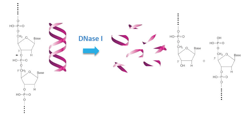 Deoxyribonuclease I (DNase I) , ≥ 500 Kunits/mg