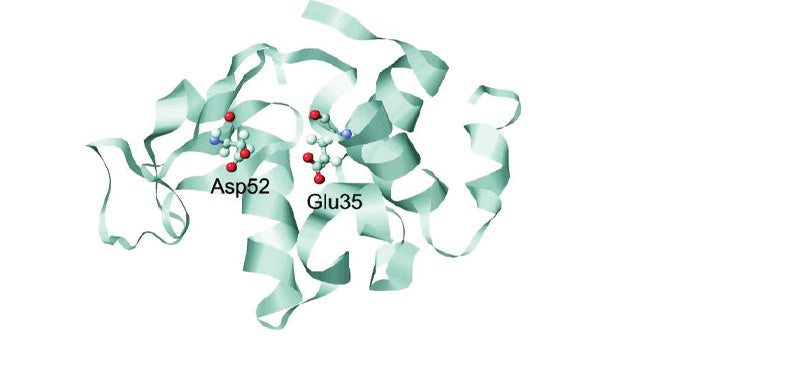 Lysozyme , From Chicken Egg White