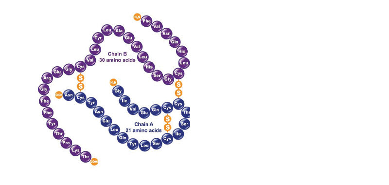 Insulin, Human Recombinant, From Yeast