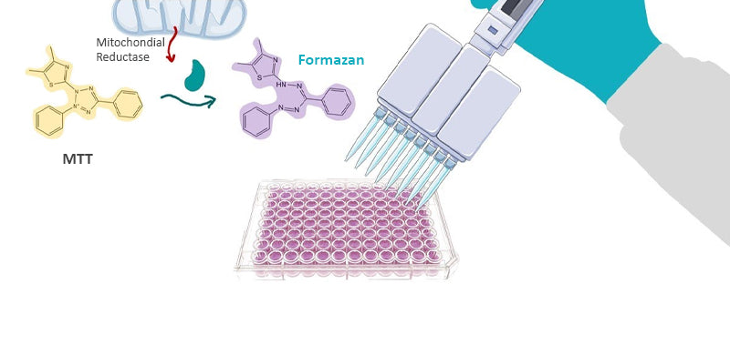MTT Assay Reagent, Ready-to-use