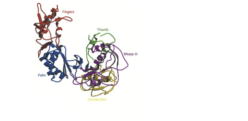 M-MLV Reverse Transcriptase