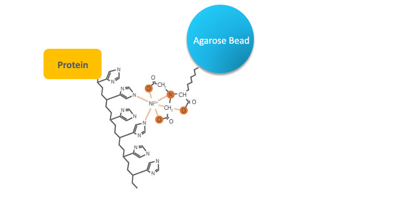 AffiPure Ni-NTA Agarose Bead
